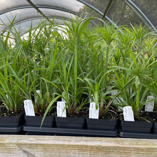 Cyperus papyrus 'Dwarf Form' - Dwarf Papyrus - Live Plant 3.5" Pot