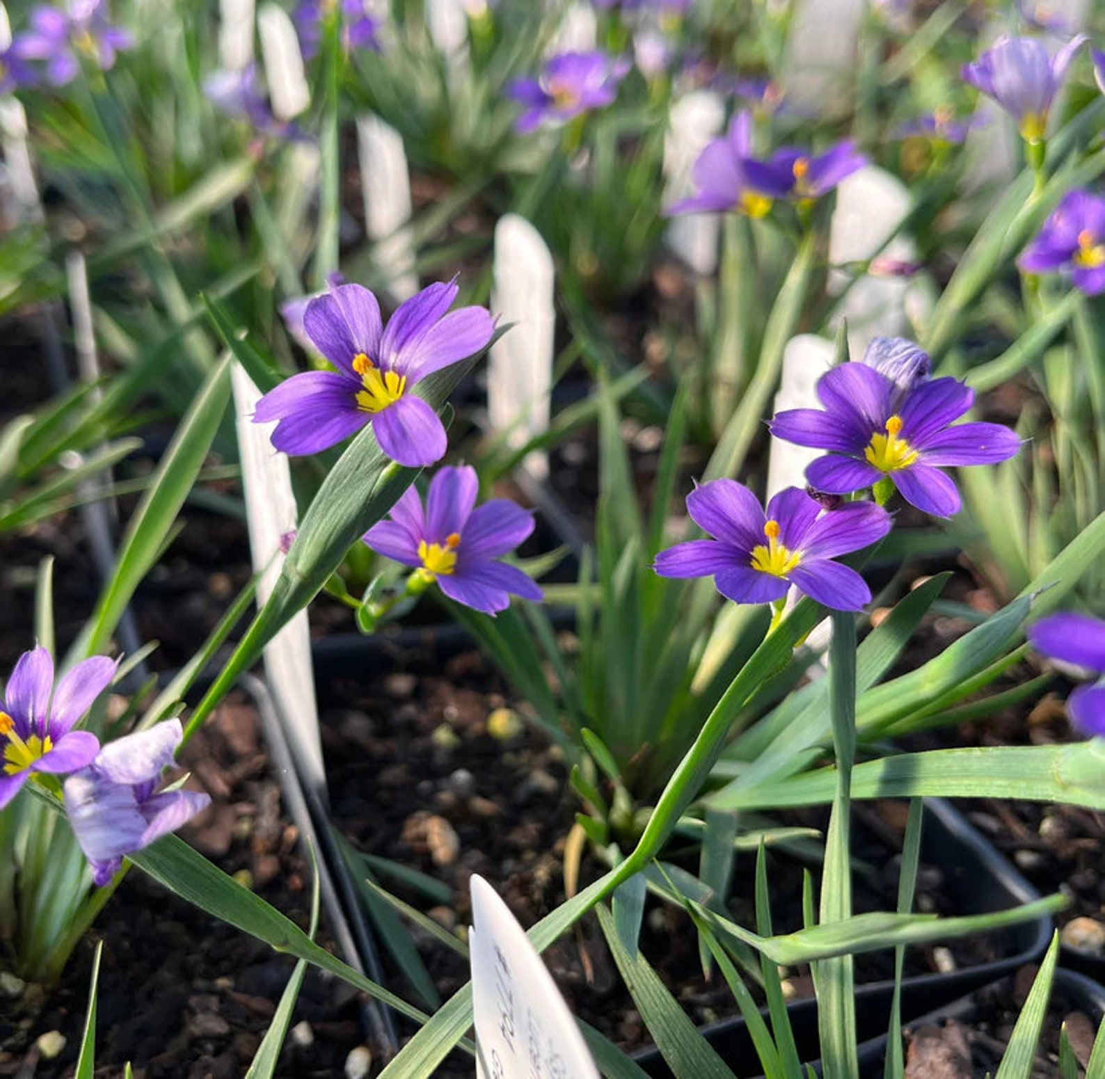 Blue Eyed Grass 'lucerne' sisyrinchium Angustifolium Live Plant 4.5 Pot