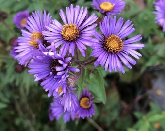 New England Aster (Symphyotrichum novae-angliae) - Live Plant 4" Pot