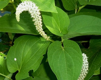 Lizard's Tail  (Saururus cernuus) - Live Plant 4" Pot