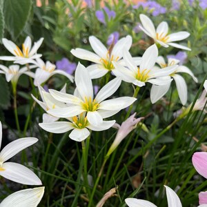 May include: A cluster of white rain lilies featuring six pointed petals and bright yellow stamens, growing on slender green stems amidst thin, grass-like foliage. The flowers are arranged in a dense group with some purple flowers visible in the background.