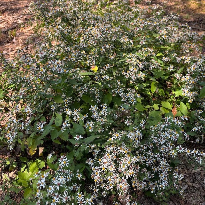 White Wood Aster 'Eastern Star'