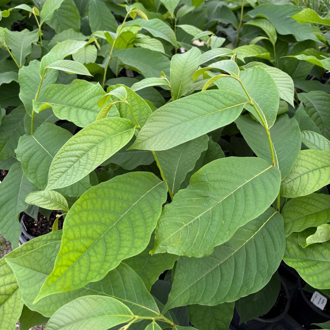 Pawpaw Tree - Asimina Triloba - Live Plant in Quart Pot - Etsy