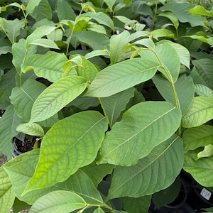 Pawpaw Tree - Asimina triloba - Live Plant in Quart Pot