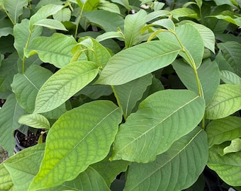 Pawpaw Tree - Asimina triloba - Live Plant in Quart Pot