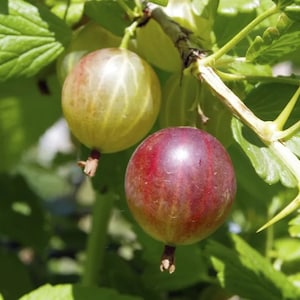 May include: Two gooseberries on a branch, one is green and the other is red.