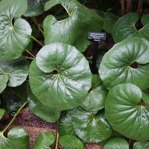 May include: Close-up of a cluster of large, round, green leaves with prominent veins. The leaves have a glossy texture and are covered in water droplets. A black sign reads "LEOPARD-PLANT Farfugium japonicum 'Giganteum'".