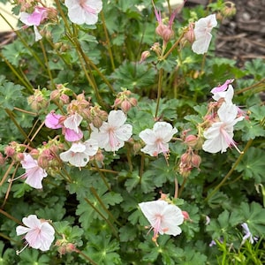 May include: Close-up of a flowering plant with white and pink blossoms. The delicate flowers have five petals and prominent pink veins. Green leaves and stems provide a backdrop for the blooms. The plant is in full bloom, with some buds still closed.