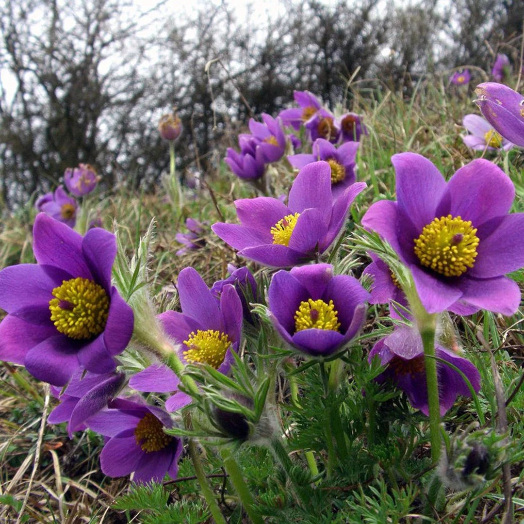 Pasque Flower Pulsatilla Vulgaris Live Plant 4 Pot Etsy