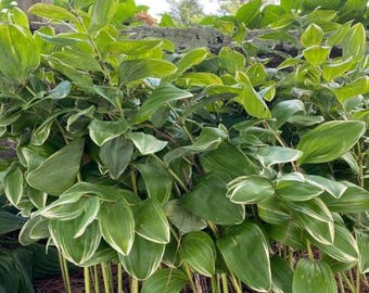 Variegated Solomon's Seal - Polygonatum odoratum 'Variegatum' - Live Plant in 4 Inch Pot