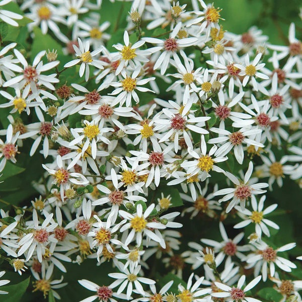 White Wood Aster 'Eastern Star' (Eurybia divaricata / Aster divaricatus) - Live Plant 4" Pot