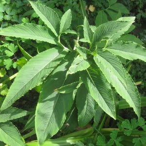May include: A close-up shot of a lush green plant with large, elongated leaves. The leaves have prominent veins and a textured surface, with some leaves overlapping. The plant is surrounded by other green foliage, creating a natural, outdoor scene.