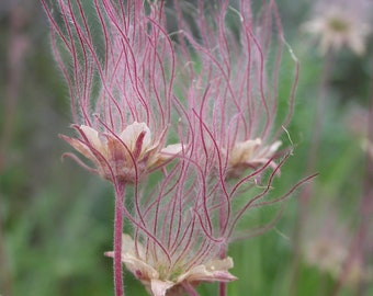 Prairie Smoke (Geum triflorum) - Live Plant 3.5" Pot