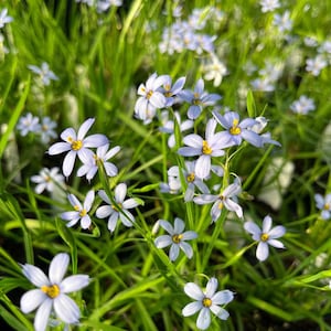 May include: Close-up of a cluster of blue-eyed grass flowers with six delicate, pale blue petals and yellow centers. The flowers are surrounded by long, green grass blades, creating a natural, textured background.