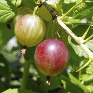 May include: Close-up of gooseberries on a branch. One gooseberry is a deep red color, while the other is a pale green with a hint of yellow. The berries are round and have a smooth surface. Green leaves and branches surround the gooseberries.