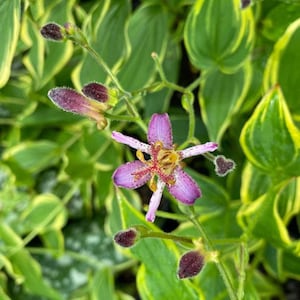May include: A single pink and white flower with yellow pollen blooms on a green stem with other buds. The flower is surrounded by green leaves with yellow stripes.