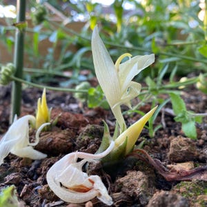 May include: Close-up of a ginger flower in various stages of bloom. The flower has delicate, creamy white petals and a yellow center. The plant is surrounded by dark brown soil and green foliage.