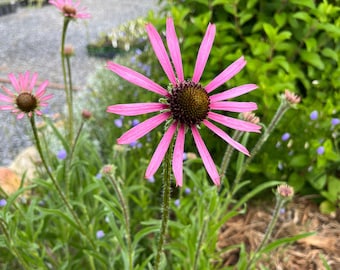 Tennessee Coneflower - Echinacea tennesseensis 'Rocky Top' - Live Plant in 3.5 Inch Pot