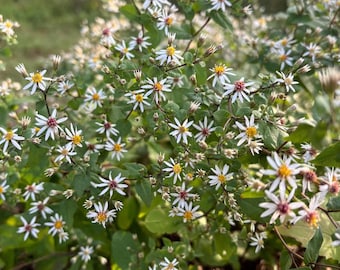 White Wood Aster 'Eastern Star' - Eurybia divaricata / Aster divaricatus - Live Plant in 4 Inch Pot