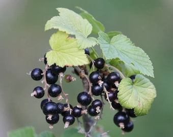 Black Currant 'Ben Lomond' (Ribes nigrum) - Live Plant - 4” Pot