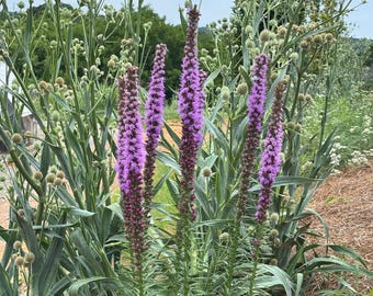 Dense Blazing Star - Liatris spicata - Live Plant in 4 Inch Pot