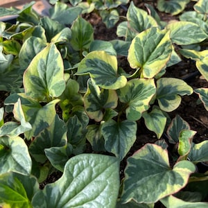 May include: Close-up of lush green and yellow variegated leaves. The leaves have a heart shape and are a mix of green and yellow. The plant appears to be growing in soil. The image is well-lit, showcasing the details of the foliage.