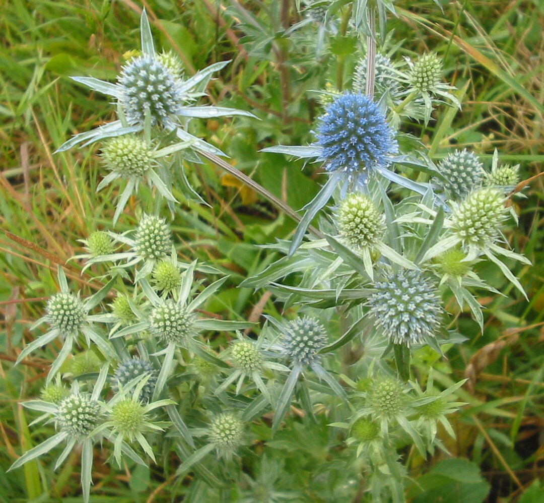 Sea Holly 'blaukappe' eryngium Planum Live Plant Etsy