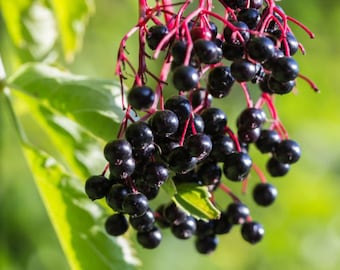 American Black Elderberry 'Ranch' (Sambucus canadensis) - Live Plant 1 Quart Pot