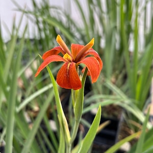 May include: Close-up of a vibrant orange flower with yellow accents. The flower has six petals and is surrounded by green leaves. The flower is in full bloom, showcasing its intricate details and rich color.