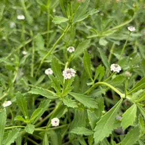 May include: A cluster of small white flowers with yellow centers and serrated green leaves. The plant features thin, branching stems and multiple blooms scattered throughout the foliage, showcasing a natural, organic growth pattern.