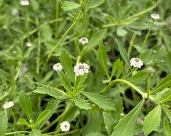 Frog Fruit, Turkey Tangle, Common Lippia - Phyla nodiflora - Live Plant in 3.5 Inch Pot
