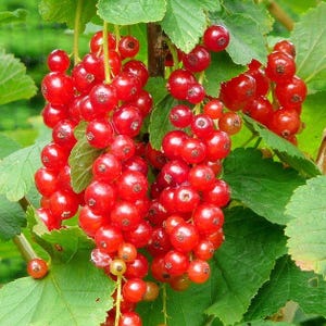 May include: Close-up of a cluster of bright red currants, showcasing their round shape and glossy texture. The berries are attached to green stems, surrounded by green leaves. The image highlights the vibrant color and natural beauty of the fruit.