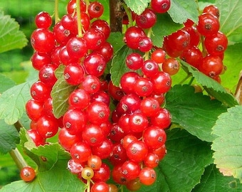 Red Currant - Ribes rubrum 'Jonkheer Van Tets' - Live Plant in 4 Inch Pot