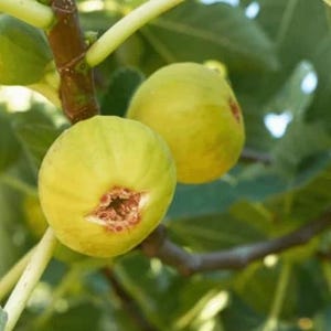 May include: Close-up of two ripe figs on a tree branch. The figs are a pale yellow-green color with a reddish-brown opening. The background features green leaves and branches, with sunlight filtering through.