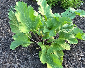 Greater Sea Kale - Crambe cordifolia - Live Plant in 4 Inch Pot