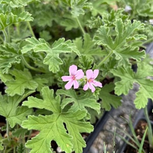 May include: Close-up of a plant with vibrant green, textured leaves and two delicate, light pink flowers. The leaves have a unique, ruffled edge, and the flowers have a star-like shape. The plant is likely a type of geranium.