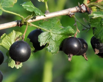 Gooseberry 'Black Velvet' - Ribes uva-crispa - Live Plant in 4 Inch Pot