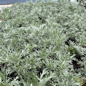 May include: A close-up shot of a field of silver-green plants. The plants have delicate, feathery leaves and are densely packed together. The overall texture is soft and slightly blurred, with a hint of moisture on the leaves.