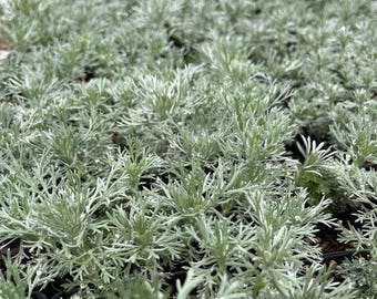 Silver Mound Dwarf Wormwood - Artemisia schmidtiana 'Silver Mound' - Live Plant in 3.5 Inch Pot