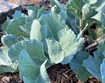 Sea Kale - Crambe maritima - Live Plant in 4 Inch Pot