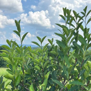 May include: A vibrant green shrub with numerous slender branches and pointed, oval-shaped leaves. The plant features dense foliage with varying shades of green, ranging from light lime to deep forest tones, set against a bright blue sky with clouds.