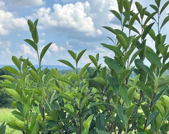 Tea Plant - Camellia sinensis 'Fairhope Select' - Live Plant in 4.5 Inch Pot