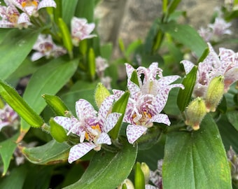 Miyazaki Toad Lily - Tricyrtis hirta 'Miyazaki' - Live Plant in 1 Quart Pot