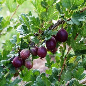 Gooseberry 'Jeanne' (Ribes uva-crispa) - Live Plant - 4” Pot