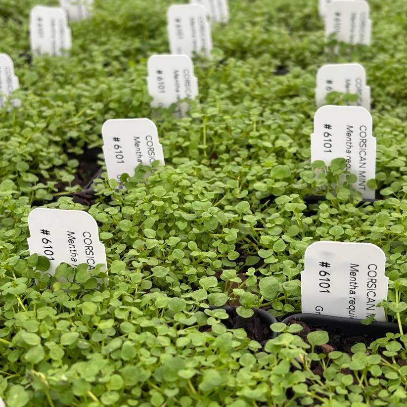Corsican Mint (Mentha requienii) - Live Plant 3.5” Pot