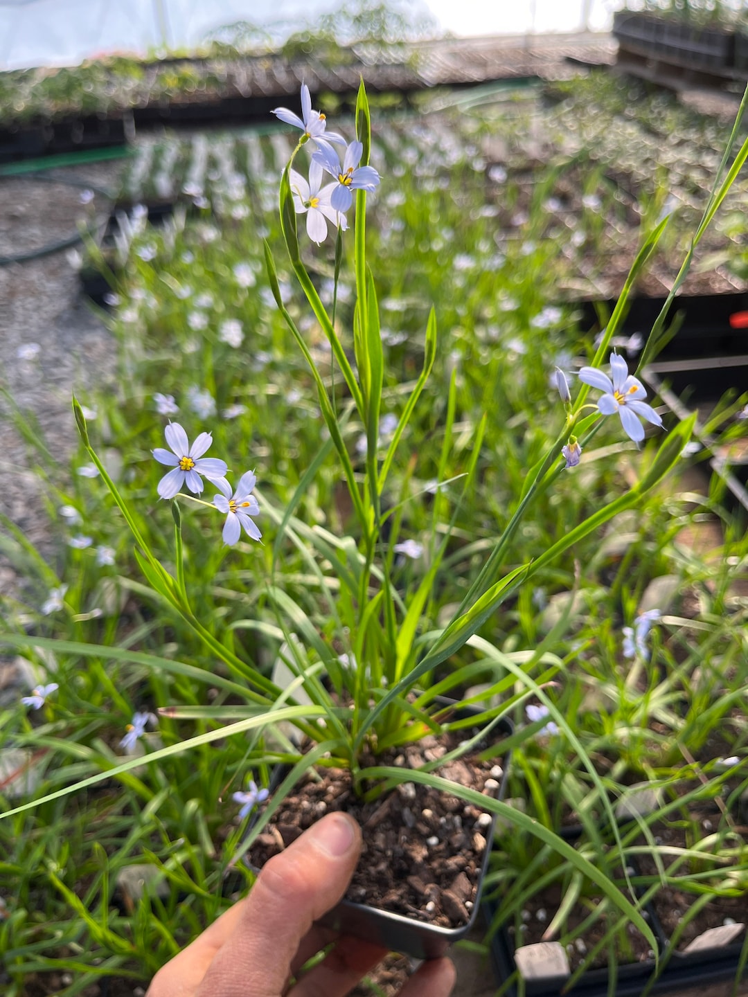 Blue Eyed Grass 'suwannee' sisyrinchium Nashii Live Plant 4 Pot Etsy