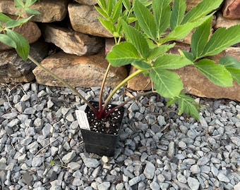 American Angelica (Angelica atropurpurea) Live Plant 4" Pot