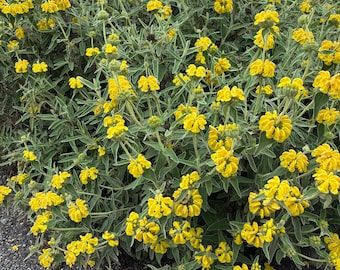 Jerusalem Sage - Phlomis fruticosa - Live Plant in 4 Inch Pot