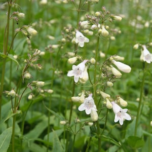 Foxglove Beardtongue (Penstemon digitalis) - Live Plant 4" Pot