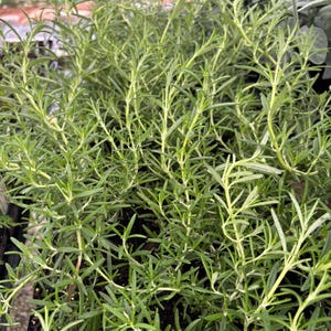 May include: Close-up of a vibrant rosemary plant with numerous green, needle-like leaves. The plant has a bushy appearance, with multiple stems and branches. The leaves are a bright green color, and the plant appears healthy and well-nourished.